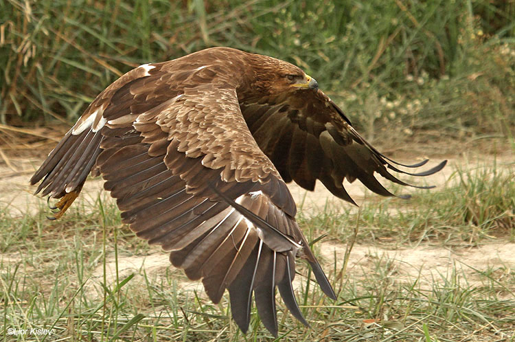   Lesser Spotted Eagle Aquila pomarina  ,Hula valley,October 2010,Lior Kislev